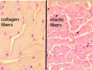 Detail Gambar Serat Elastin Nomer 2