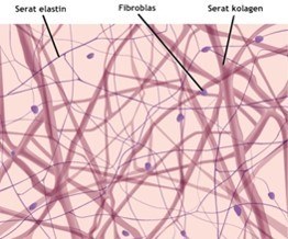 Detail Gambar Serat Elastin Nomer 4