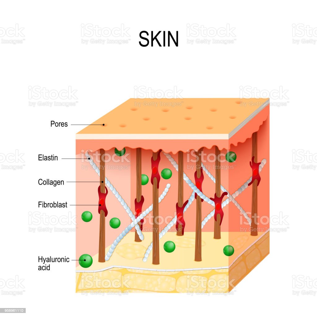 Detail Gambar Serat Elastin Nomer 45