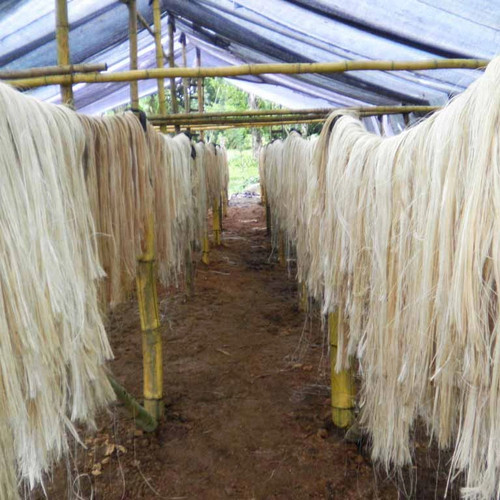 Detail Gambar Serat Pelepah Pisang Nomer 20