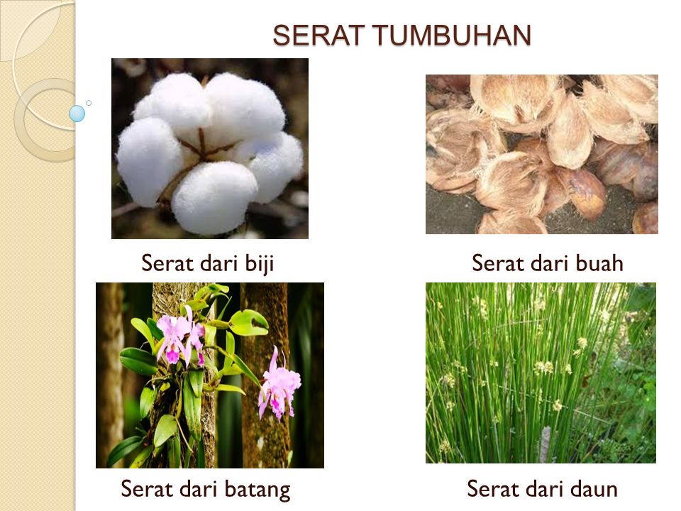 Detail Gambar Serat Tumbuhan Nomer 18