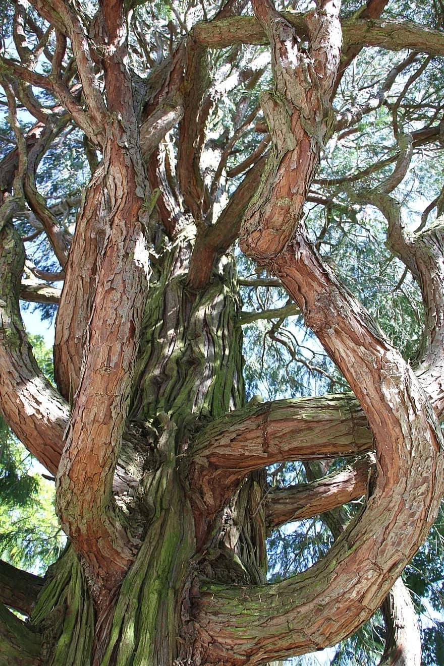 Detail Gambar Serigala Gambar Ranting Pohon Nomer 11