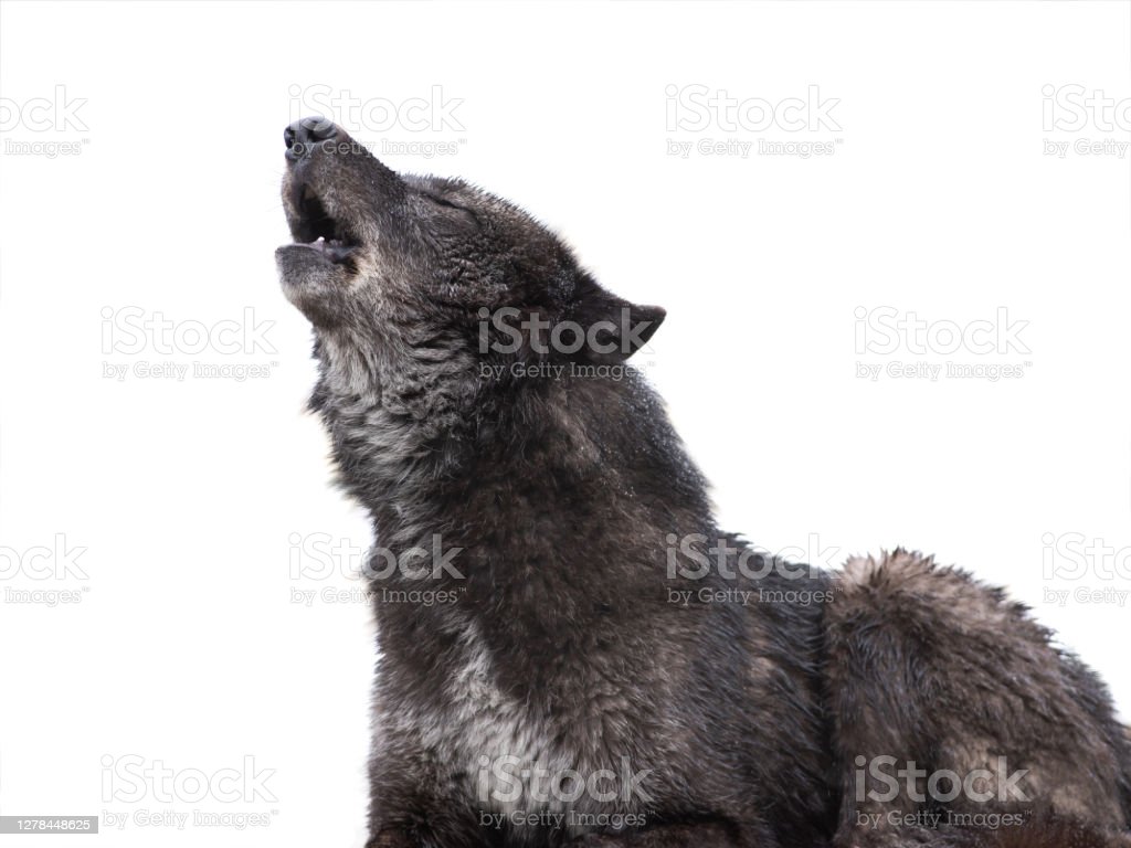 Detail Gambar Serigala Hitam Putih Nomer 45