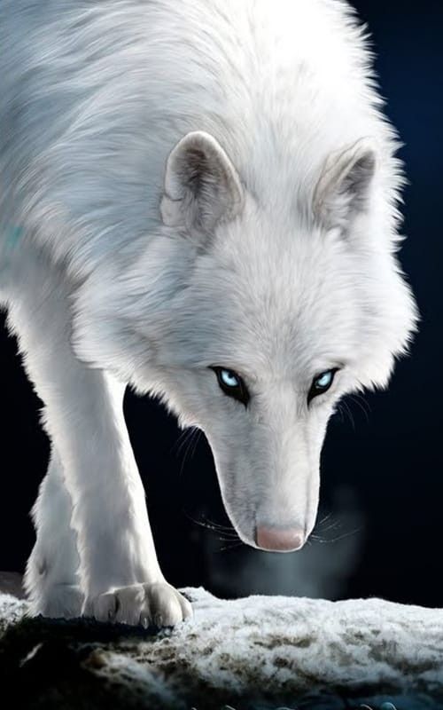 Detail Gambar Serigala Putih Nomer 25