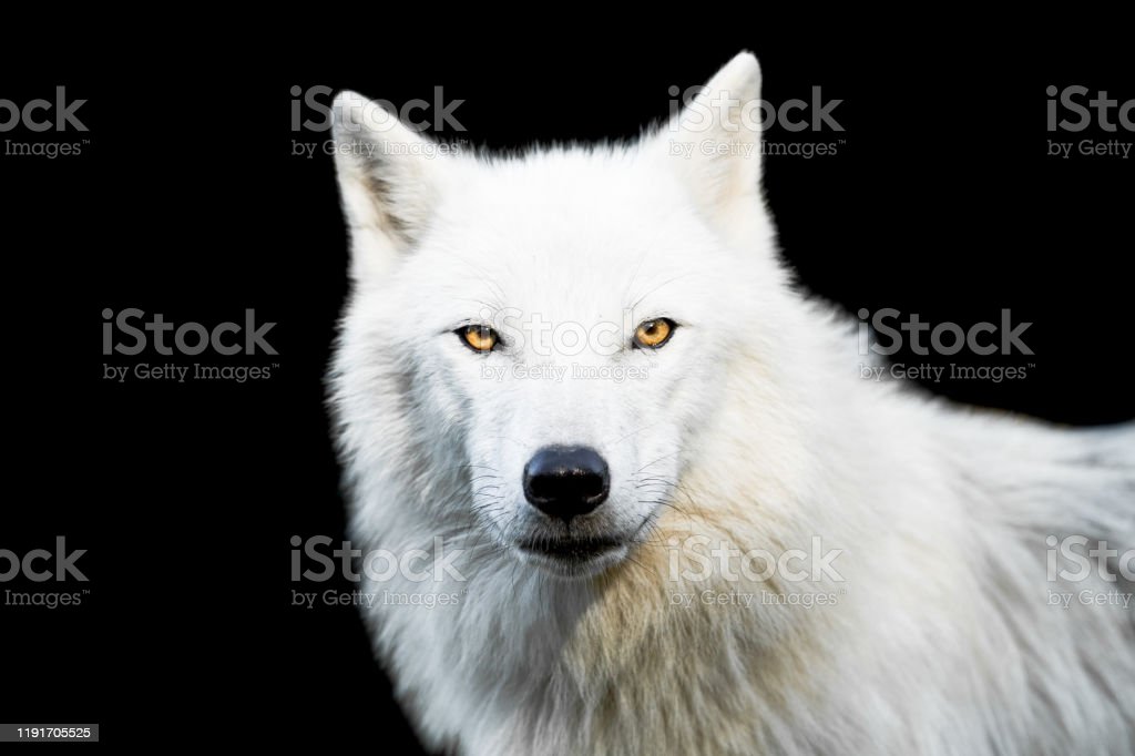 Detail Gambar Serigala Putih Nomer 48