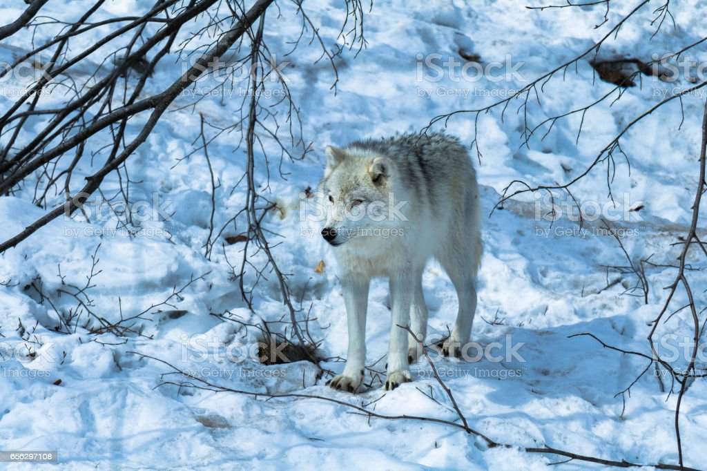 Detail Gambar Serigala Putih Nomer 58