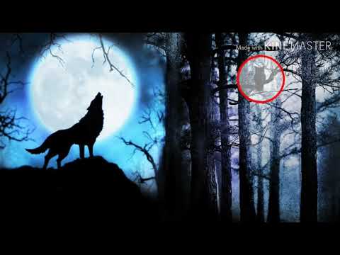 Detail Gambar Serigala Seram Nomer 39