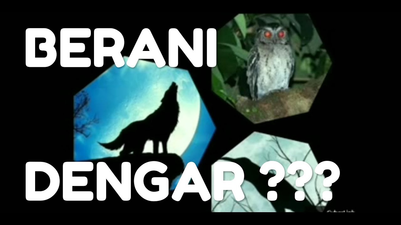 Detail Gambar Serigala Seram Nomer 46