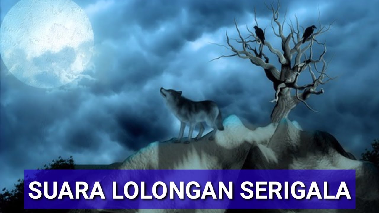 Detail Gambar Serigala Seram Nomer 53