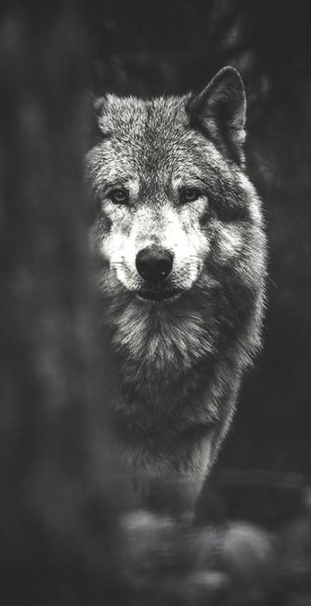 Gambar Serigala Tumblr - KibrisPDR