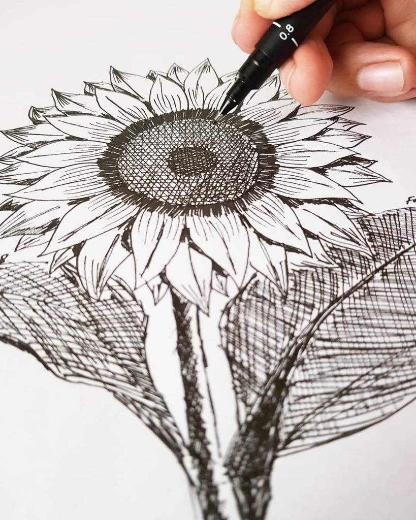 Detail Gambar Setangkai Bunga Matahari Nomer 47