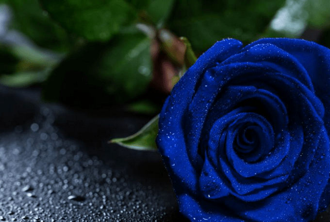 Detail Gambar Setangkai Bunga Mawar Biru Nomer 19