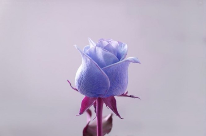 Detail Gambar Setangkai Bunga Mawar Biru Nomer 32