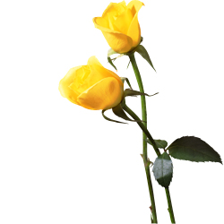 Detail Gambar Setangkai Bunga Mawar Kuning Nomer 2