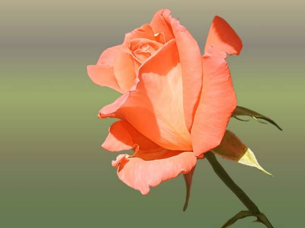 Detail Gambar Setangkai Bunga Mawar Kuning Nomer 40