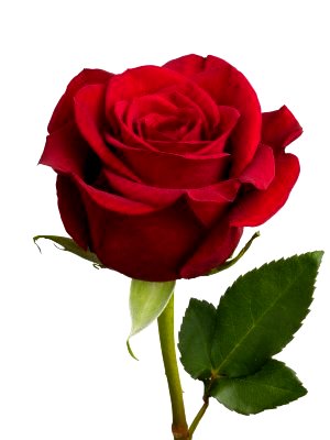 Detail Gambar Setangkai Bunga Mawar Merah Yang Sangat Cantik Nomer 2