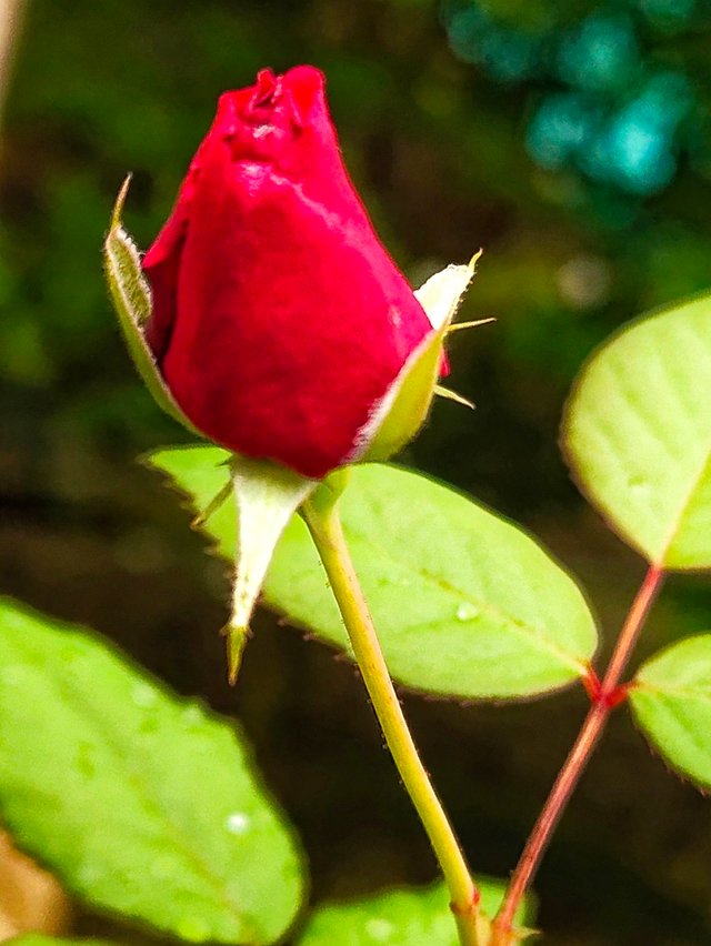 Detail Gambar Setangkai Bunga Mawar Merah Yang Sangat Cantik Nomer 43