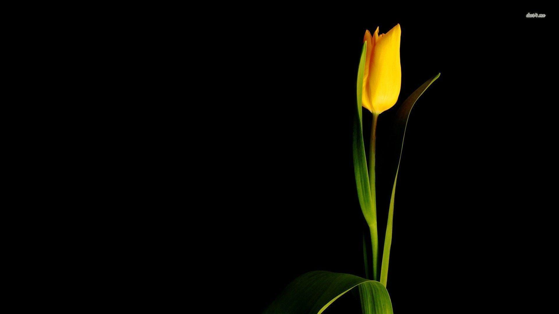 Detail Gambar Setangkai Bunga Tulip Nomer 15