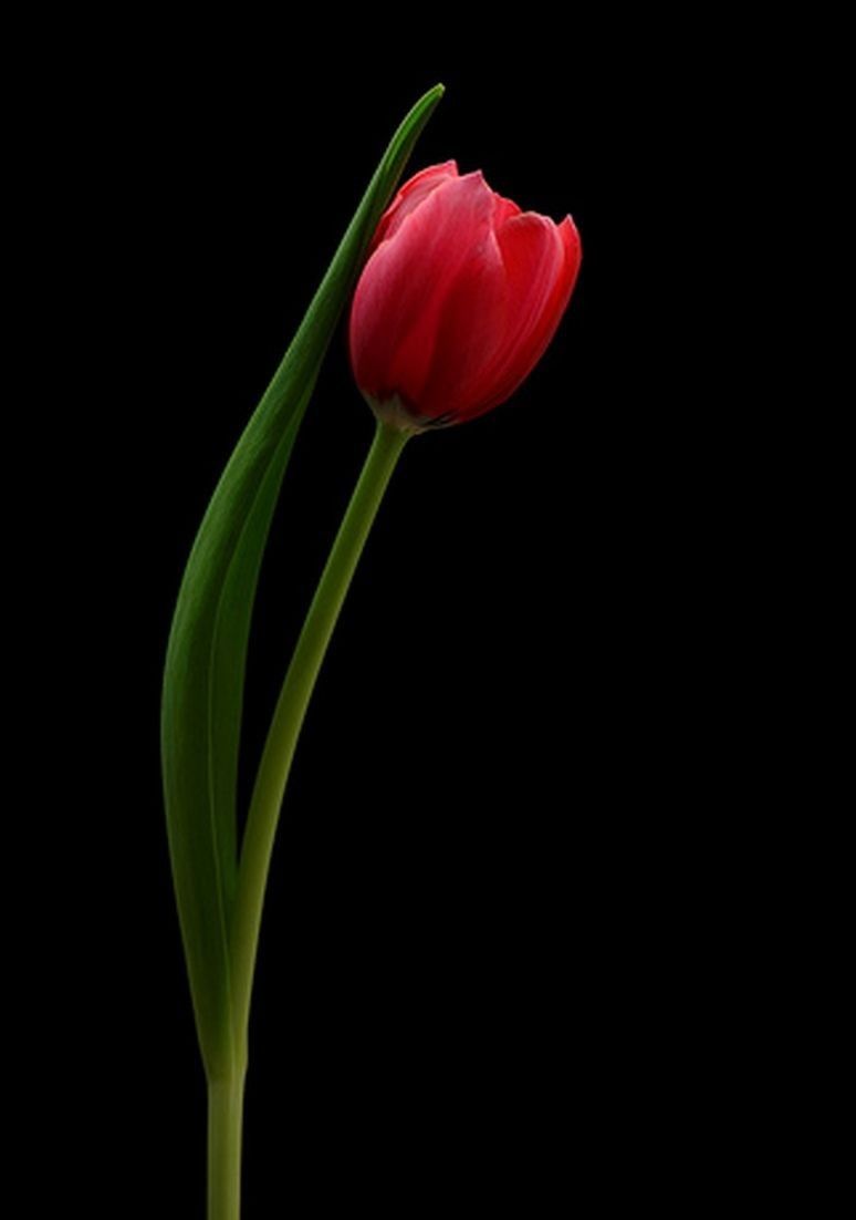 Detail Gambar Setangkai Bunga Tulip Nomer 28
