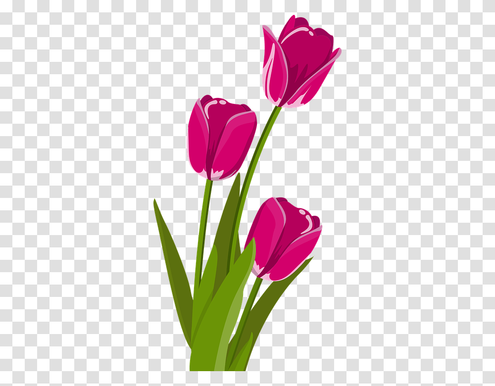 Detail Gambar Setangkai Bunga Tulip Nomer 10