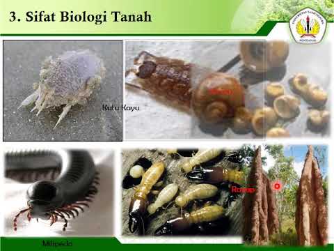 Detail Gambar Sifat Biologi Tanah Nomer 50