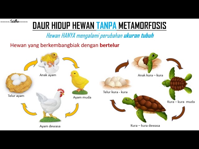 Detail Gambar Siklus Ayam Nomer 13