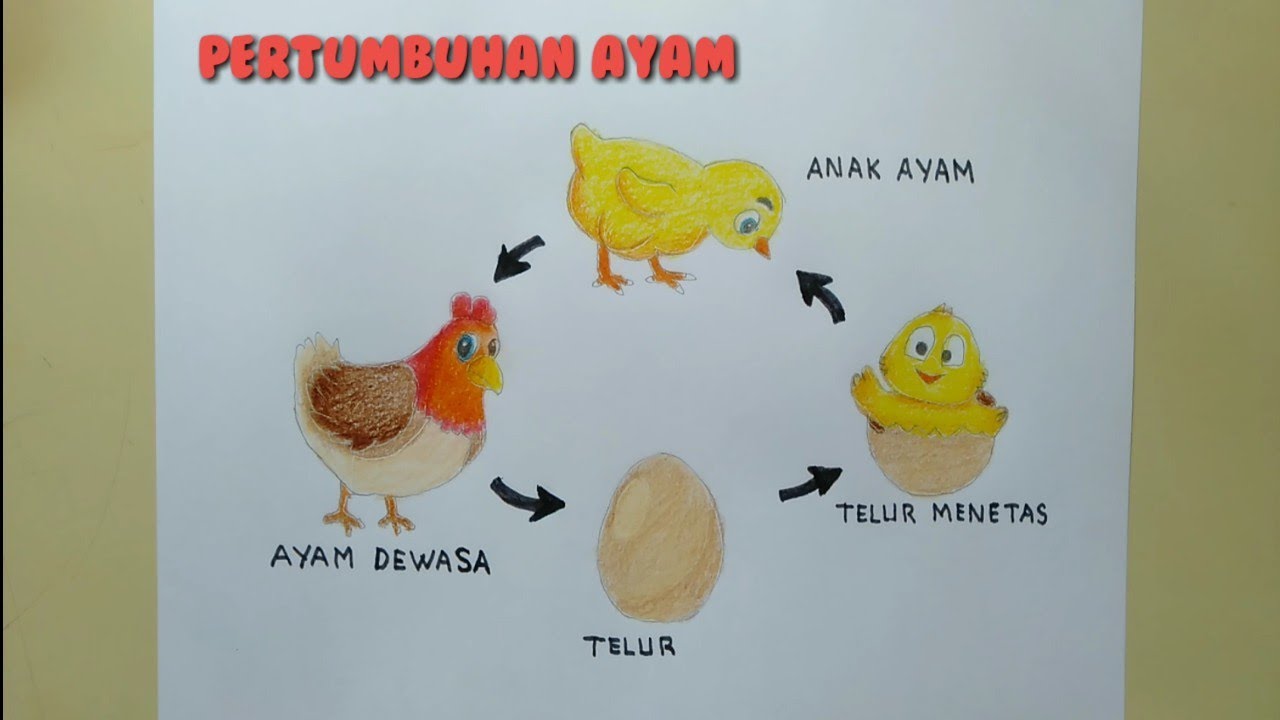 Detail Gambar Siklus Ayam Nomer 22