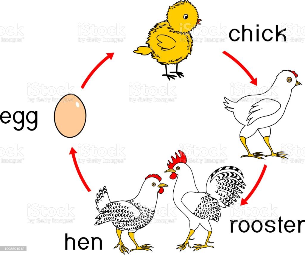 Detail Gambar Siklus Ayam Nomer 34