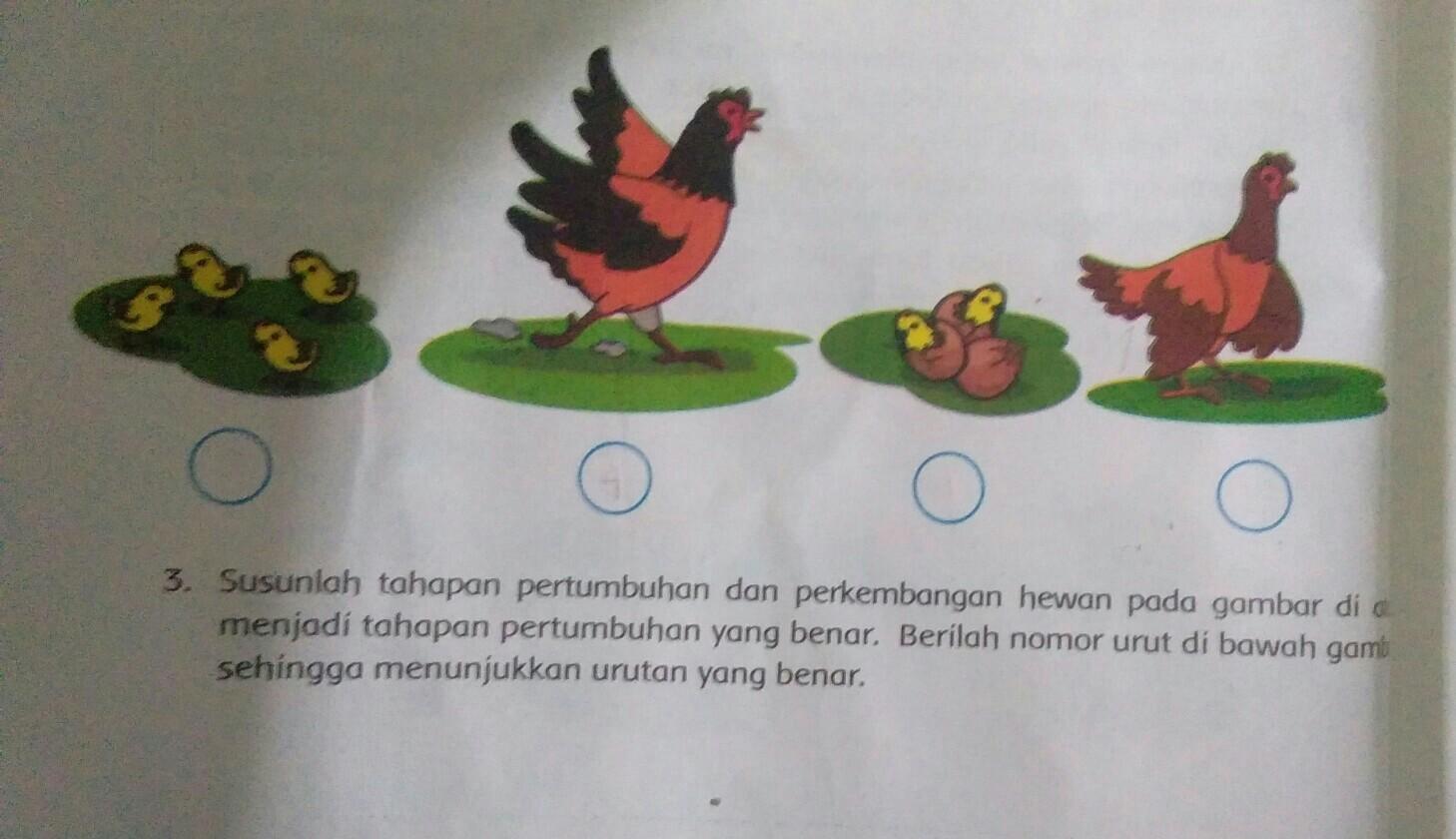 Detail Gambar Siklus Ayam Nomer 48