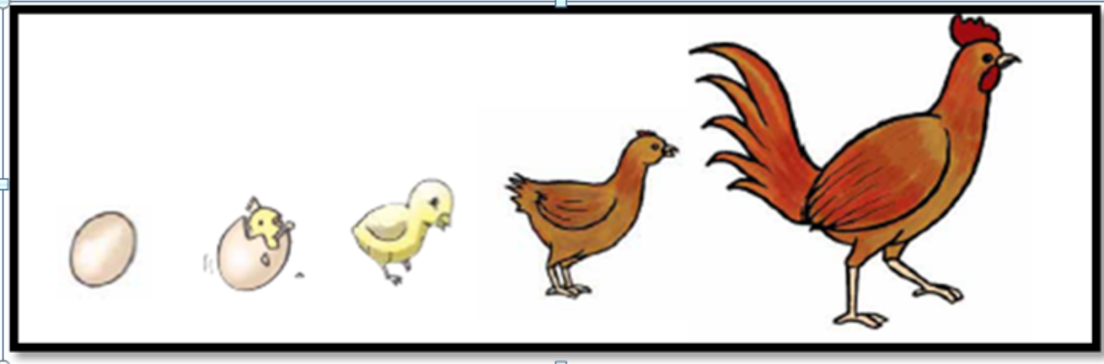 Detail Gambar Siklus Ayam Nomer 54