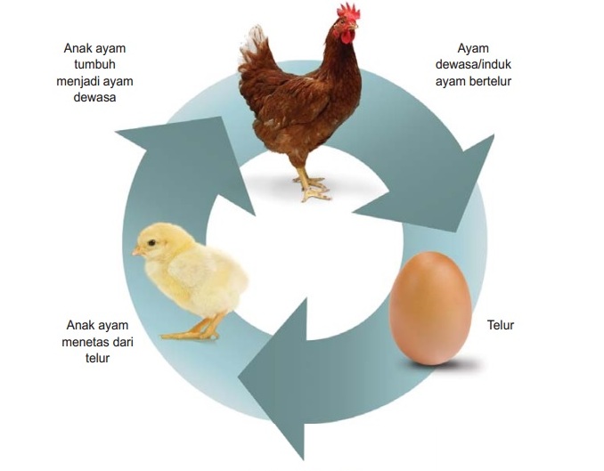 Detail Gambar Siklus Ayam Nomer 7