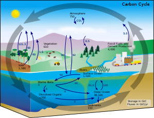 Detail Gambar Siklus Biogeokimia Nomer 14