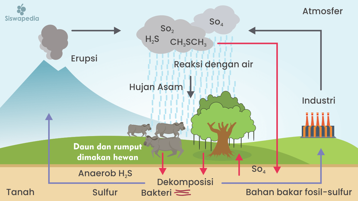 Detail Gambar Siklus Biogeokimia Nomer 16