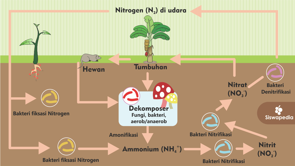 Detail Gambar Siklus Biogeokimia Nomer 3