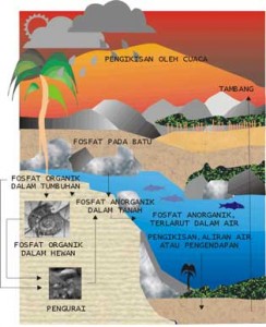 Detail Gambar Siklus Biogeokimia Nomer 22