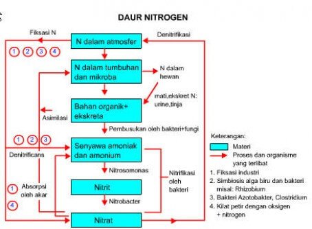 Detail Gambar Siklus Biogeokimia Nomer 23