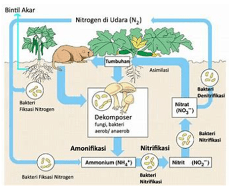 Detail Gambar Siklus Biogeokimia Nomer 25