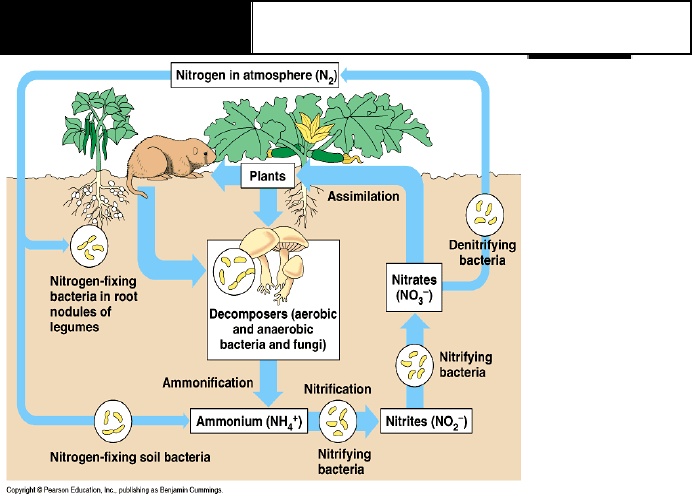 Detail Gambar Siklus Biogeokimia Nomer 45