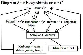 Detail Gambar Siklus Biogeokimia Nomer 50