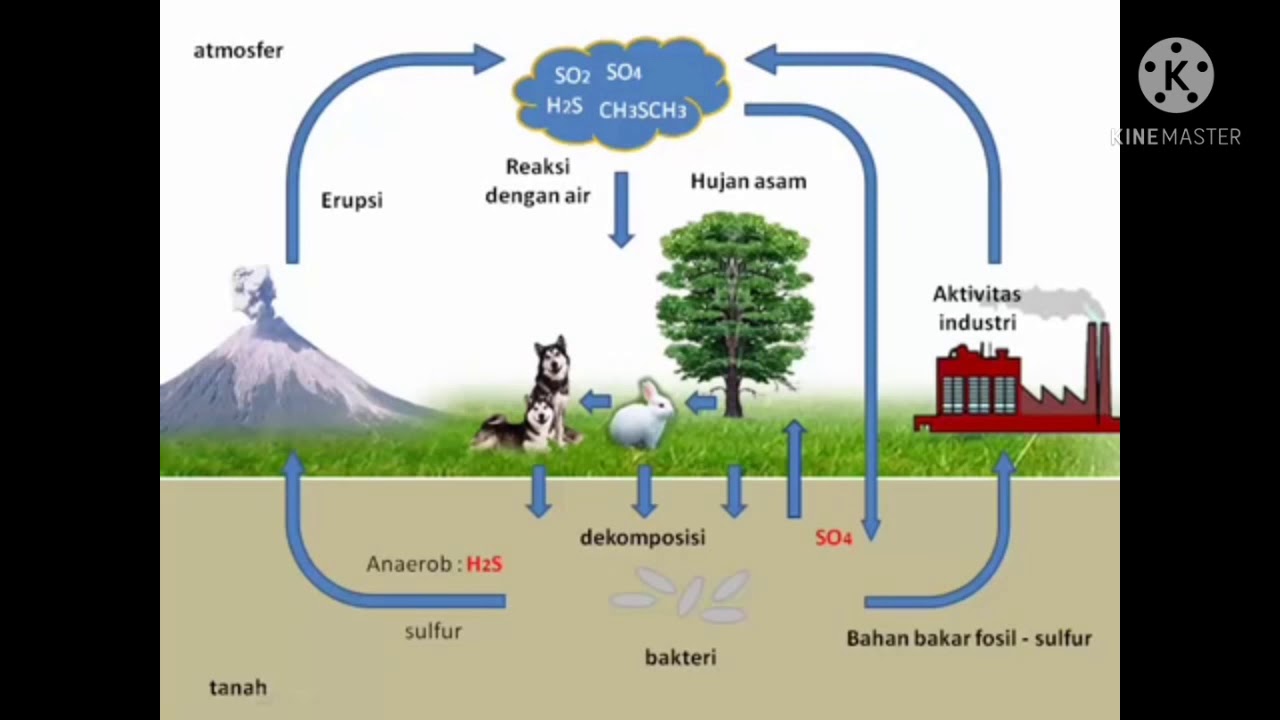 Detail Gambar Siklus Biogeokimia Nomer 51