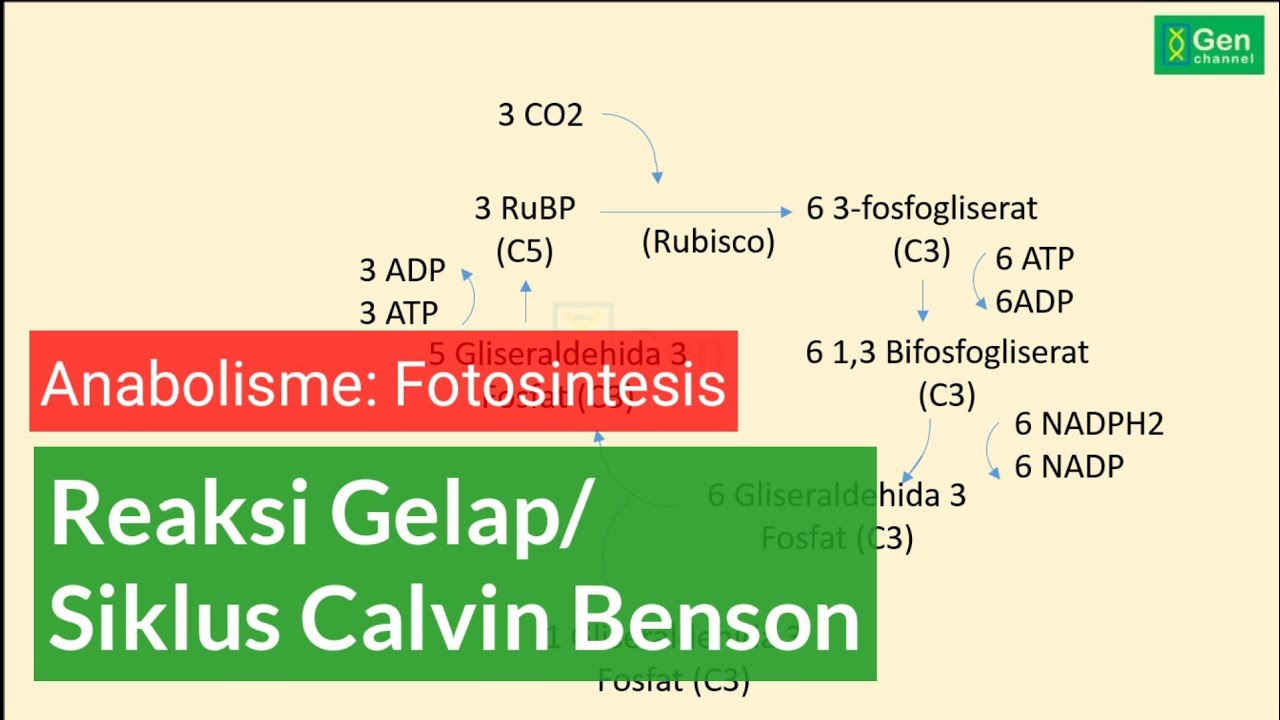 Detail Gambar Siklus Calvin Nomer 30