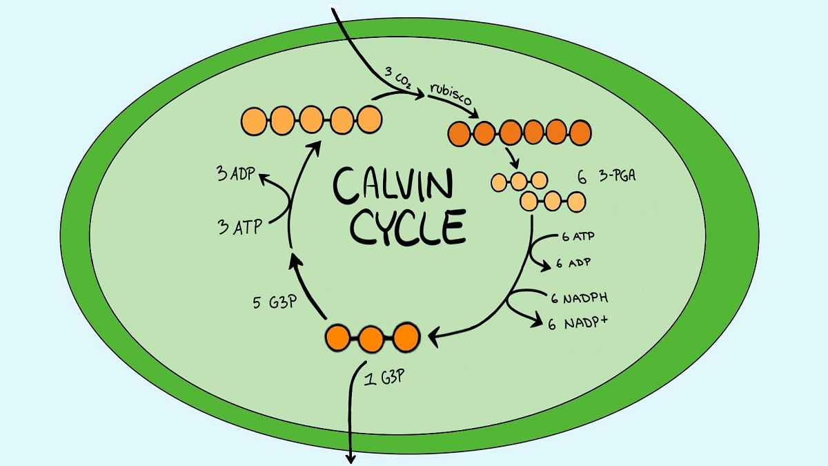 Detail Gambar Siklus Calvin Nomer 5