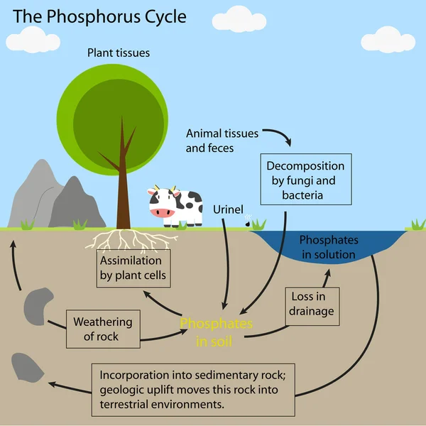 Detail Gambar Siklus Fosfor Nomer 16