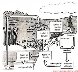 Detail Gambar Siklus Fosfor Nomer 54