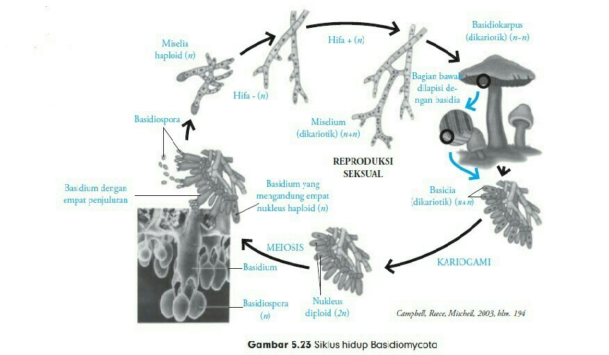 Detail Gambar Siklus Hidup Basidiomycota Nomer 2