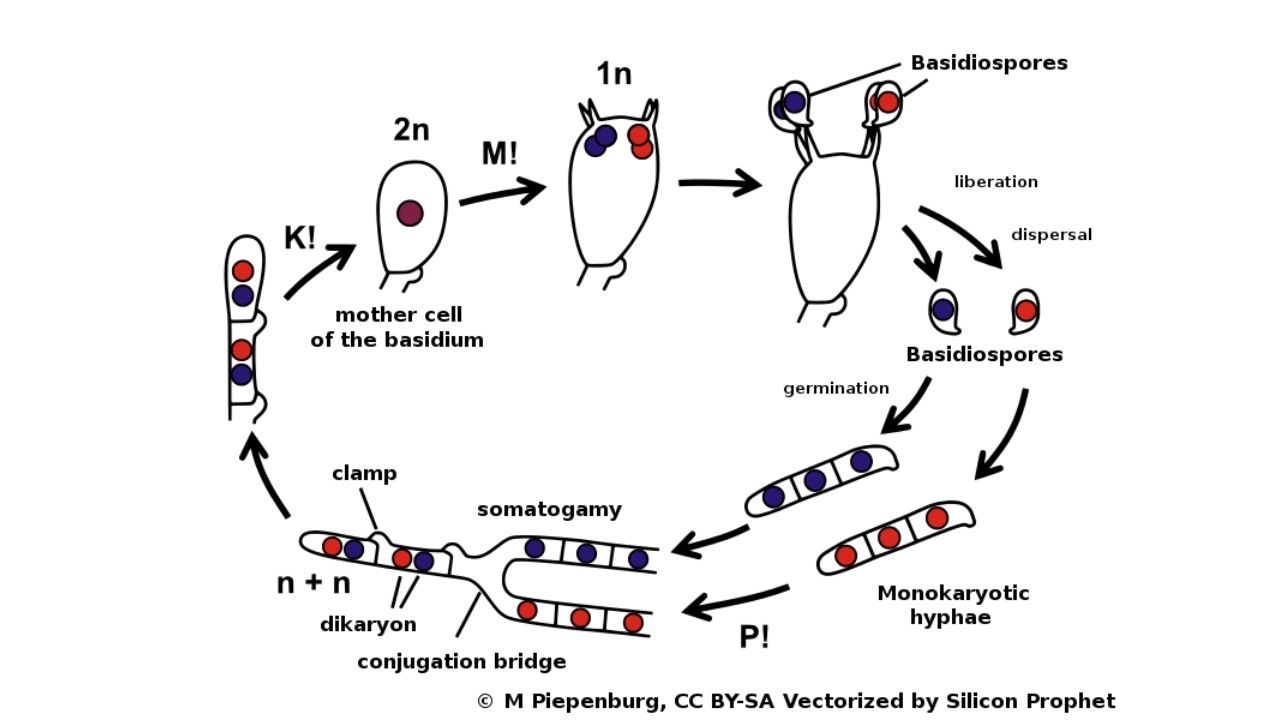 Detail Gambar Siklus Hidup Basidiomycota Nomer 10