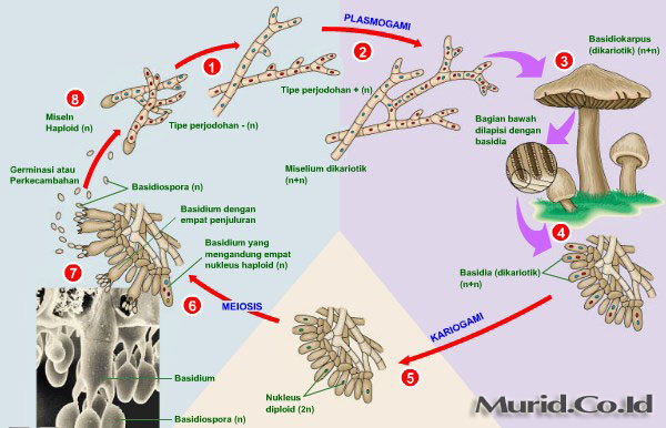 Detail Gambar Siklus Hidup Basidiomycota Nomer 11