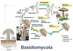 Detail Gambar Siklus Hidup Basidiomycota Nomer 12