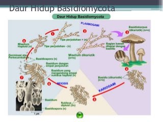 Detail Gambar Siklus Hidup Basidiomycota Nomer 14