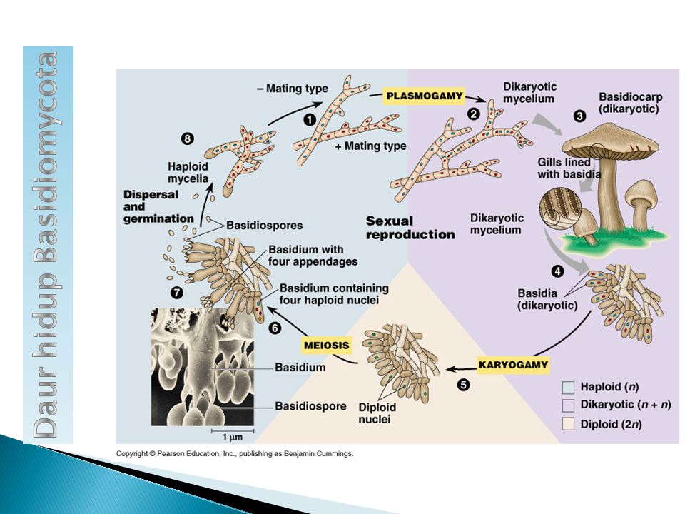 Detail Gambar Siklus Hidup Basidiomycota Nomer 16